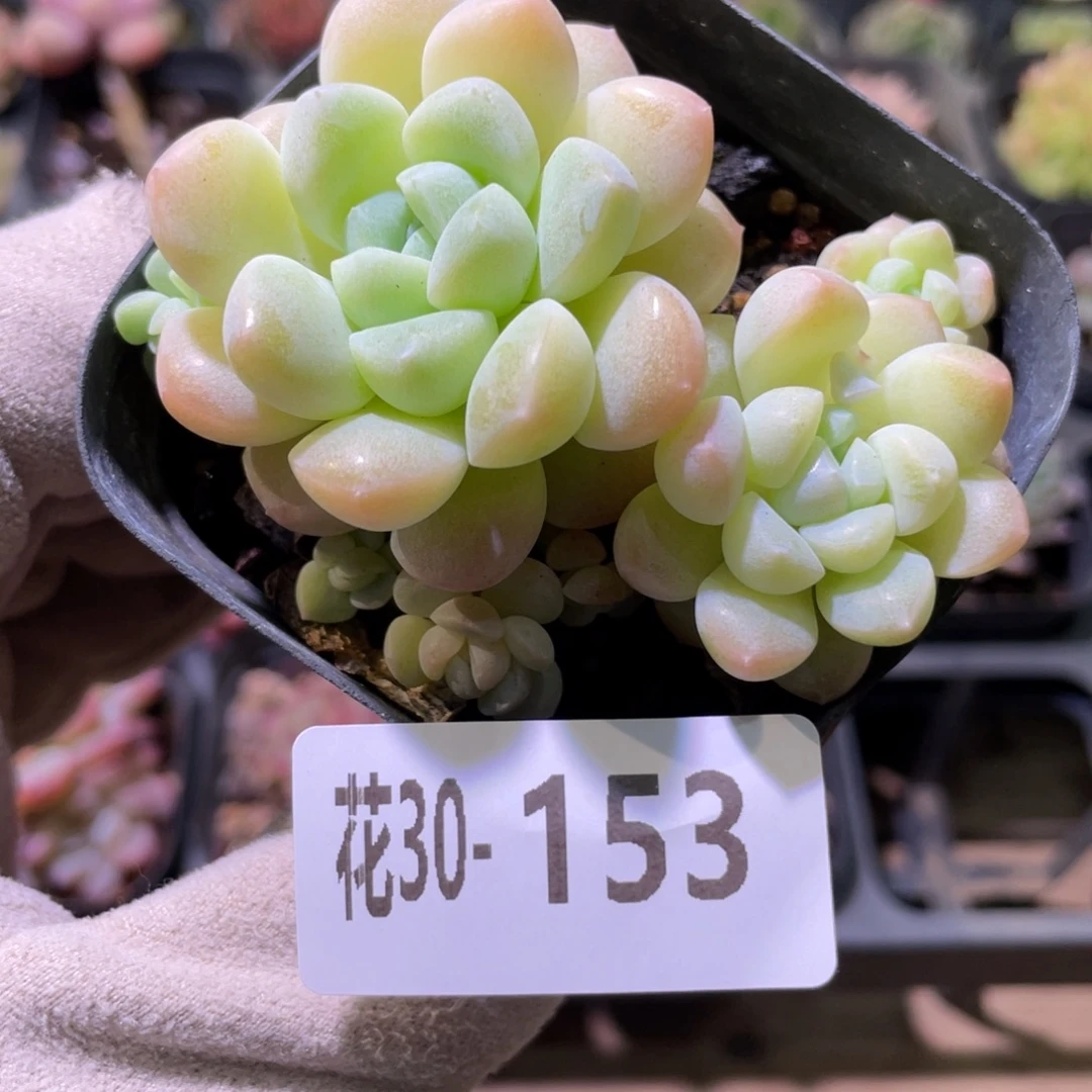 花利美30-153奶糖群