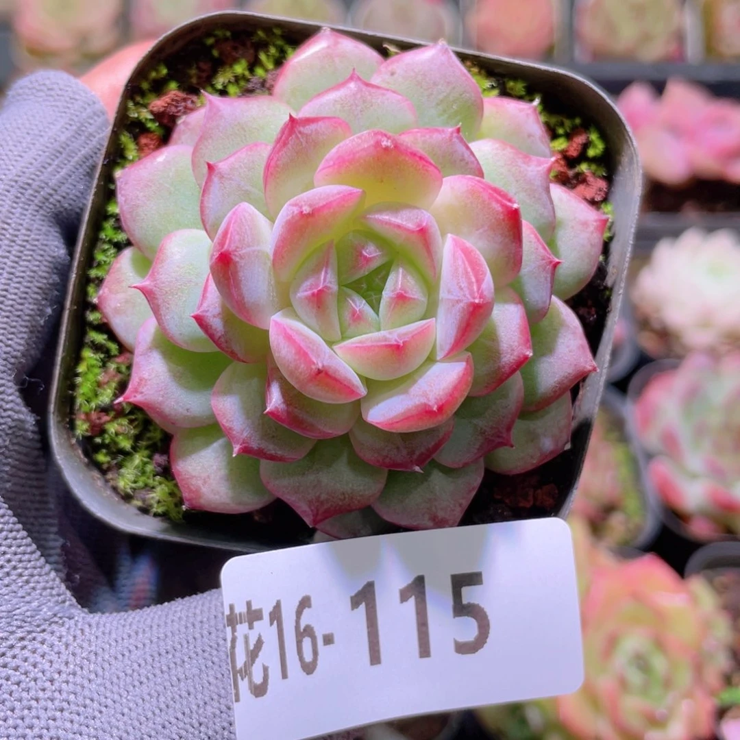 花利美16-115女王