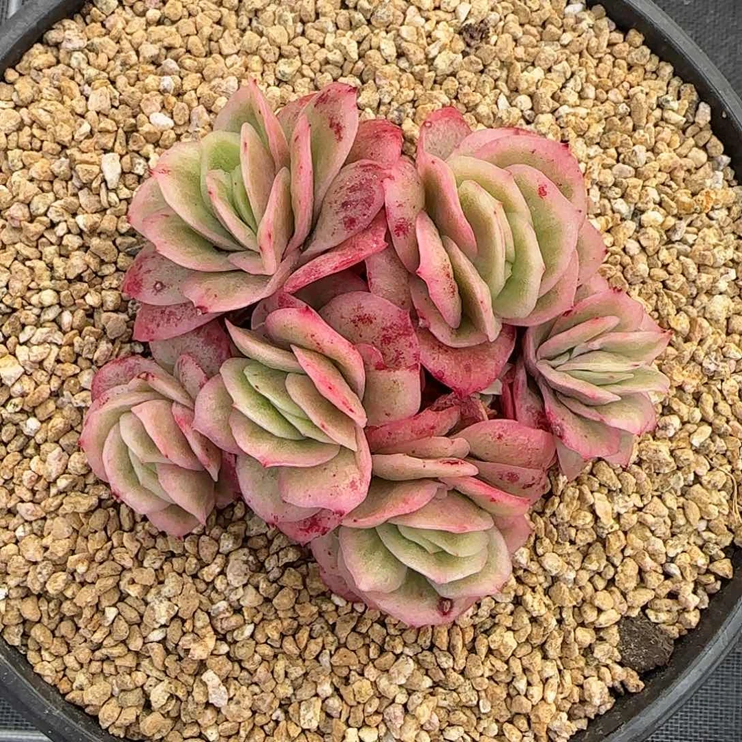 从前慢花园精选冰玫瑰锦