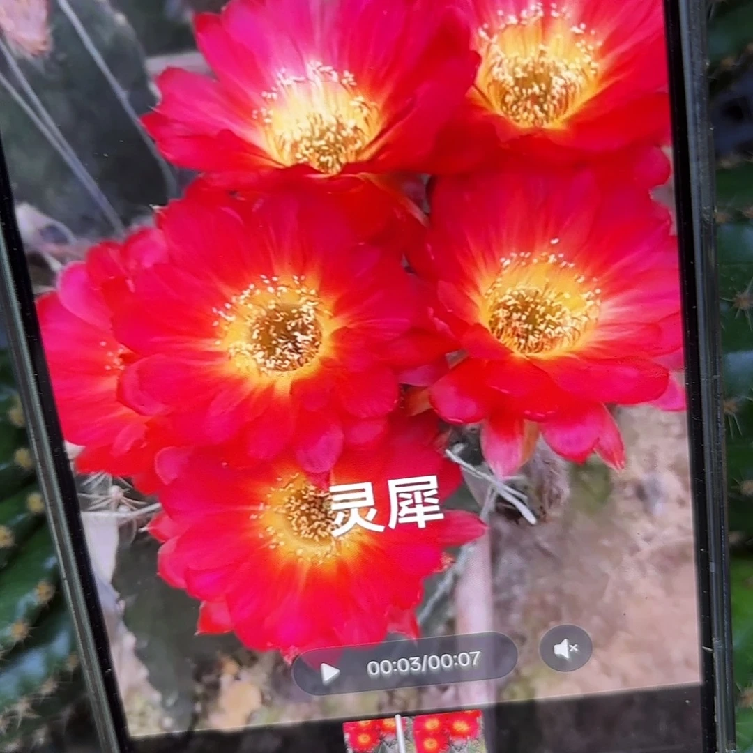 灵犀丽花侧牙20包邮25