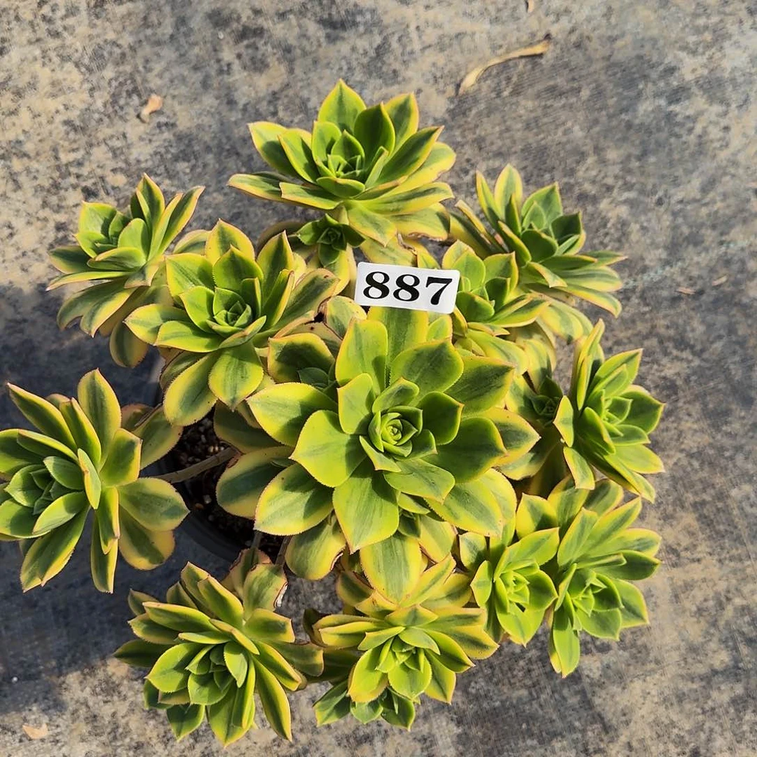 887星爆多肉植物