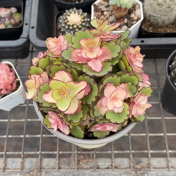 我也不知道我为什么要这样对