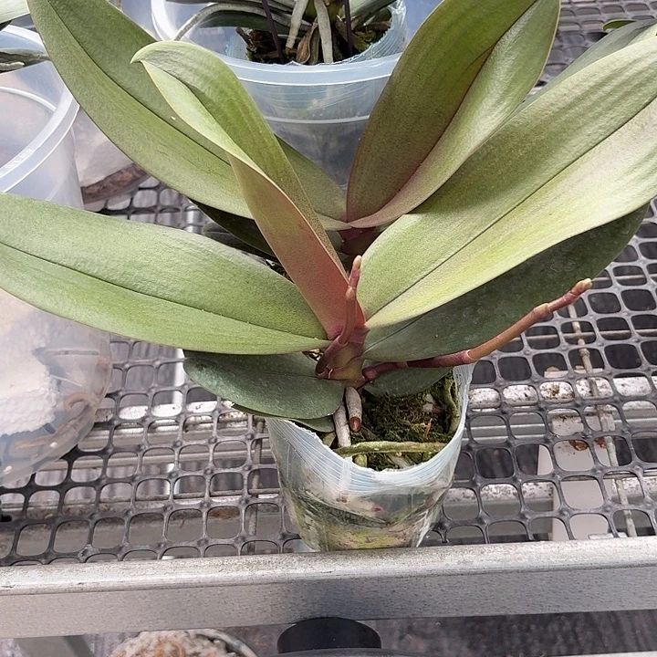 平****完全开放玫红色2颗一物一拍