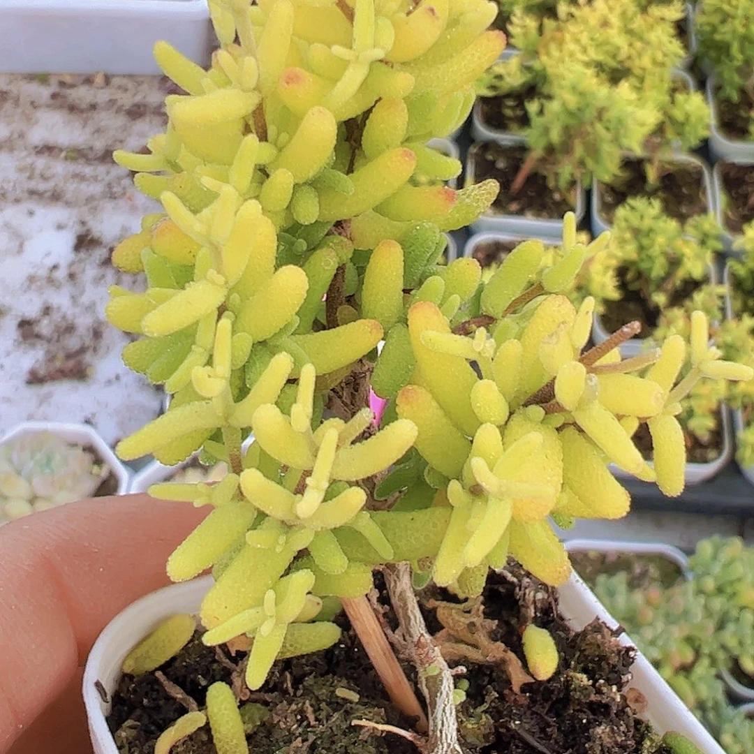 糖球锦19包邮多肉