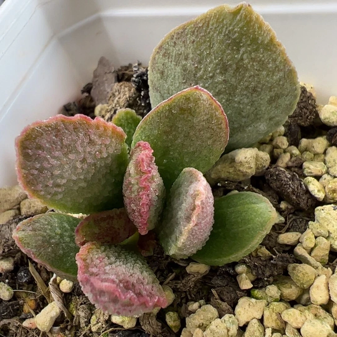 爱丽丝大苗多肉植物水泡