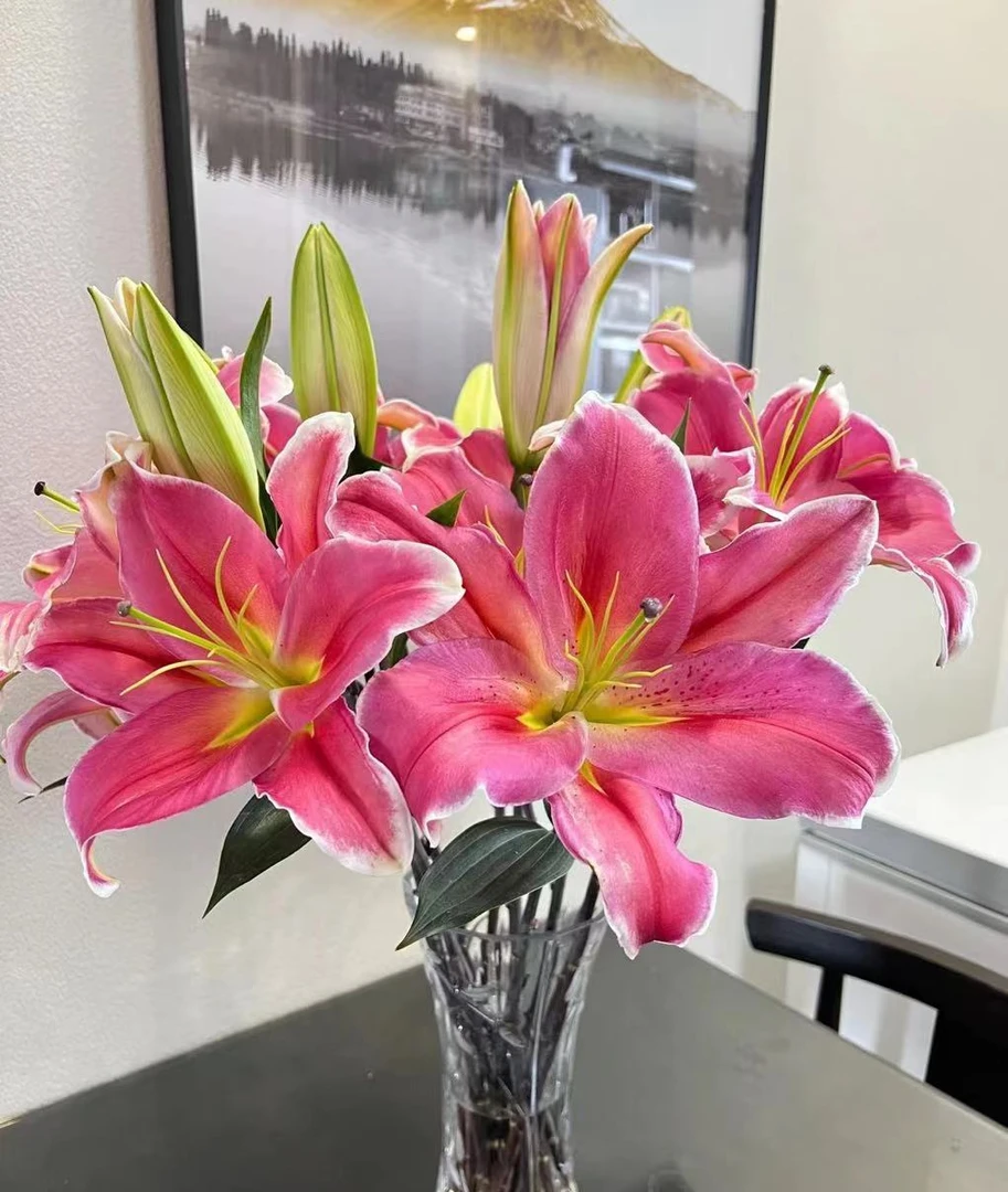 三岁花集--基地单瓣百合特红（也叫鸿运当头）（有香味）