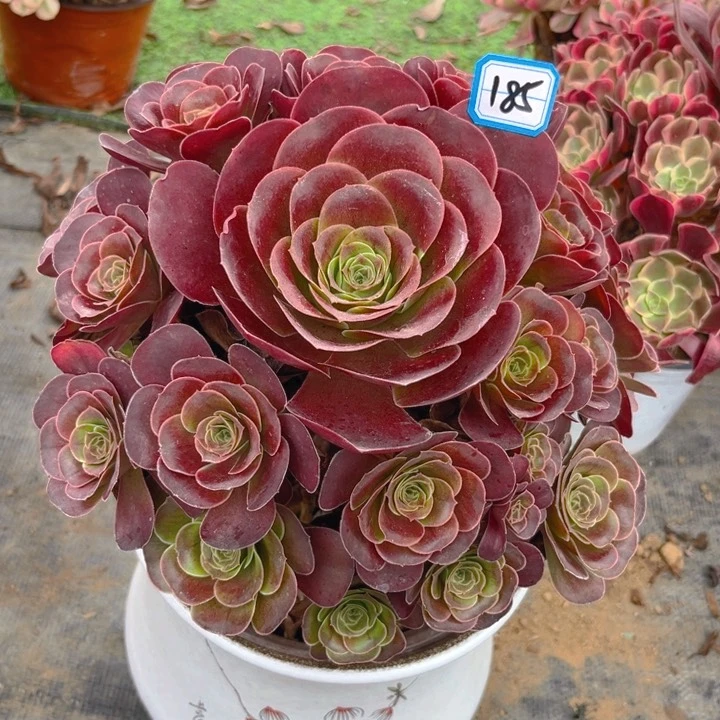 无花朵185魅金玫瑰多肉法师