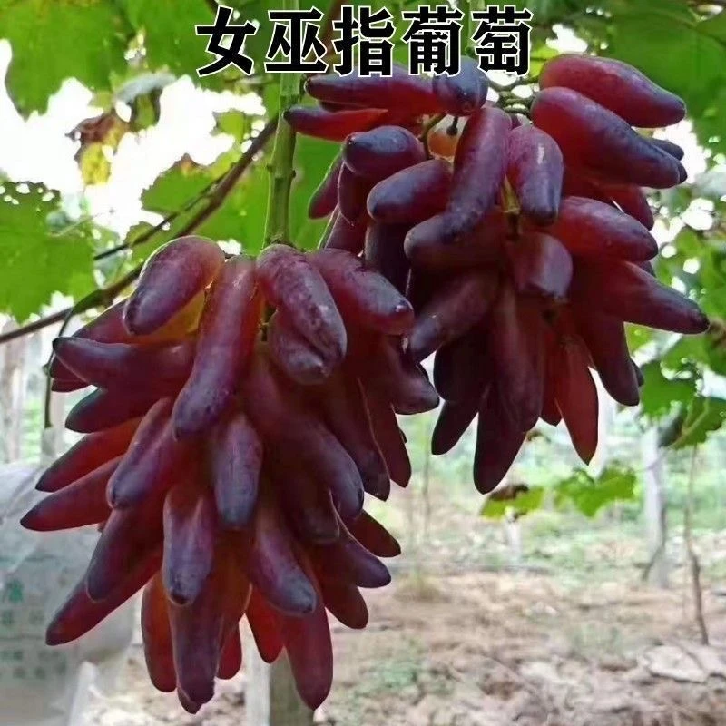 带土带叶新品种不爬藤女巫指葡萄树苗南北方种植耐寒当年结果