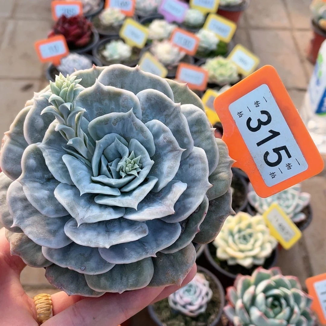 【闪购商品】315号