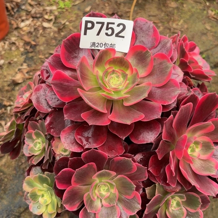 瑞妈多肉植物。752.黑金美杜莎