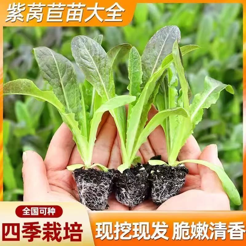 红皮紫叶莴笋苗带土秋冬耐寒蔬菜苗适合家庭阳台种植秧苗