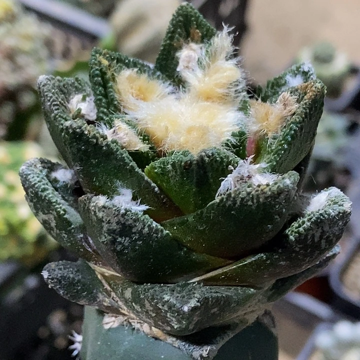 无花朵福利绣普苗接大尤博士牡丹931