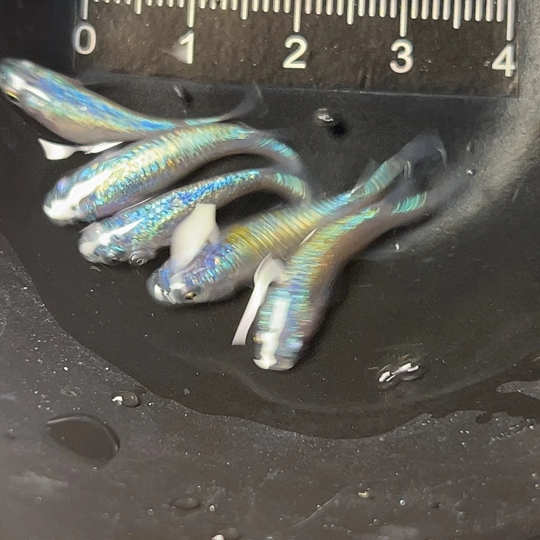 海水海王星一组32