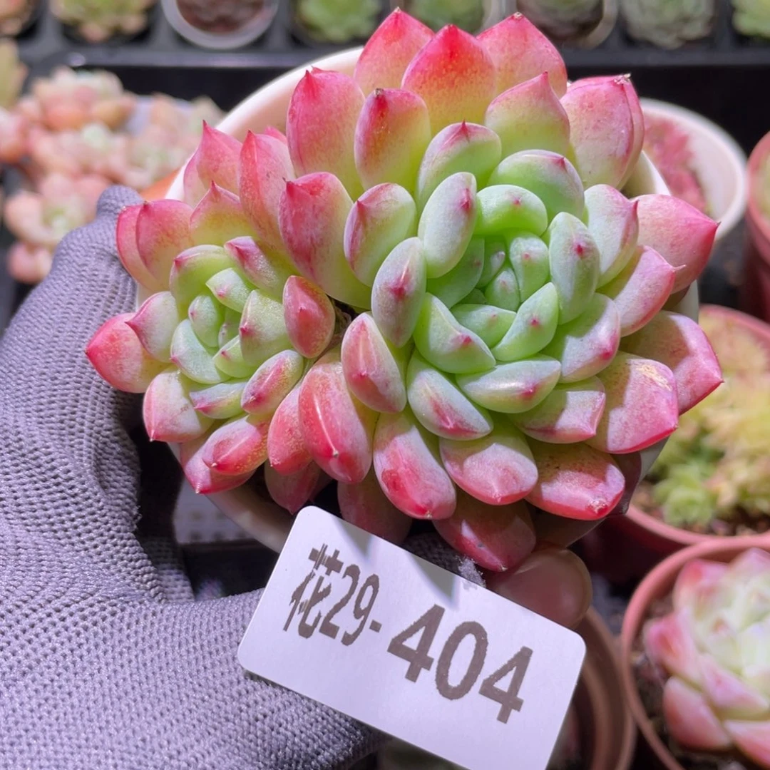 花利美29-404糖心新品