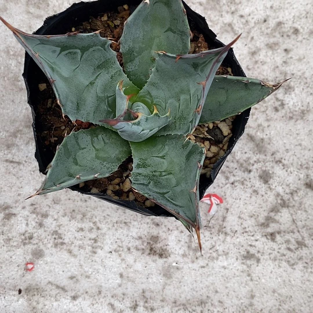 赖光原始种龙舌兰
