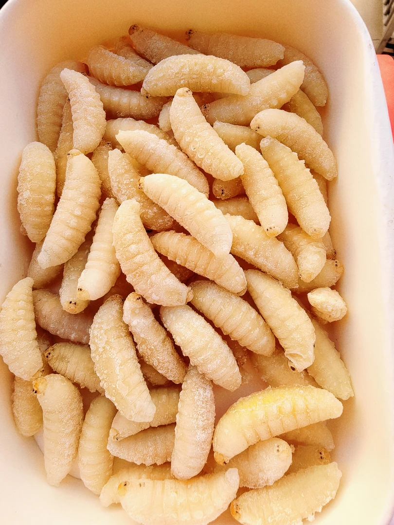 金环虎头蜂一级蜂蛹新鲜冰冻熟冻