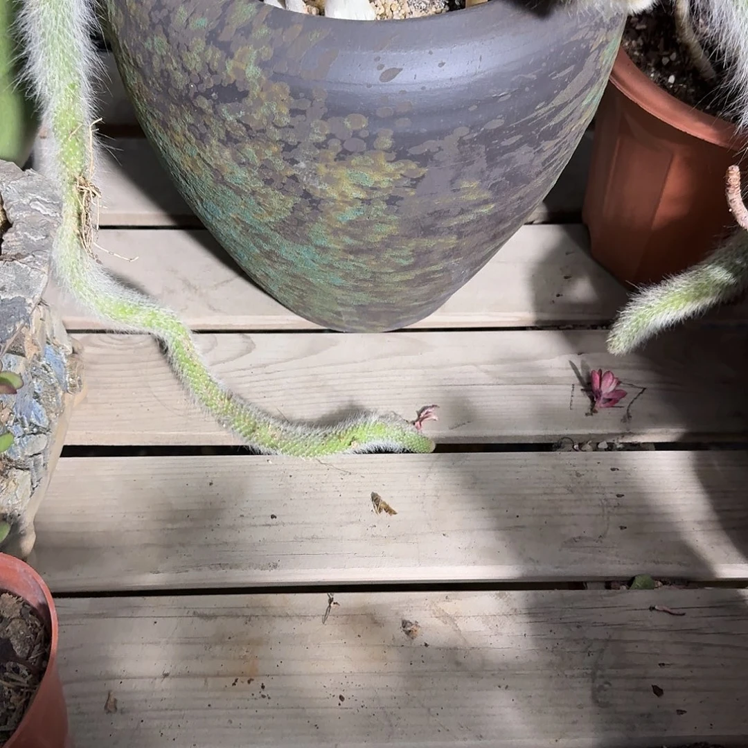 九尾狐的花盆多肉植物