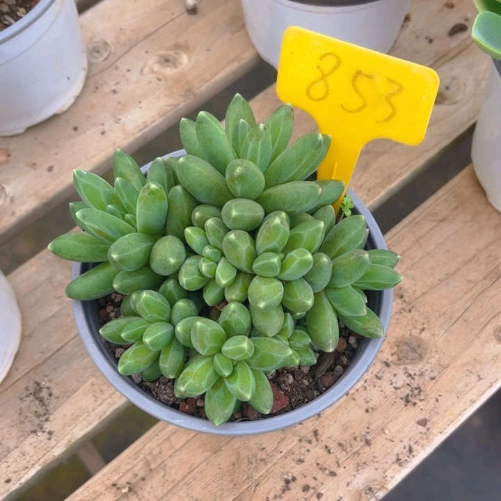 晨***萱千代田之松多肉植物8 5 3