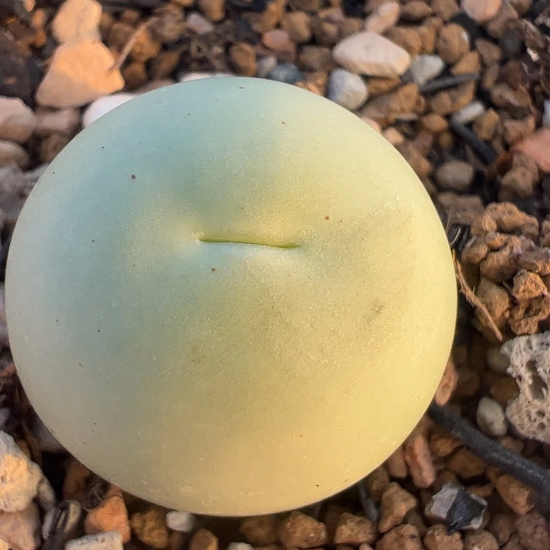 多肉植物百科254