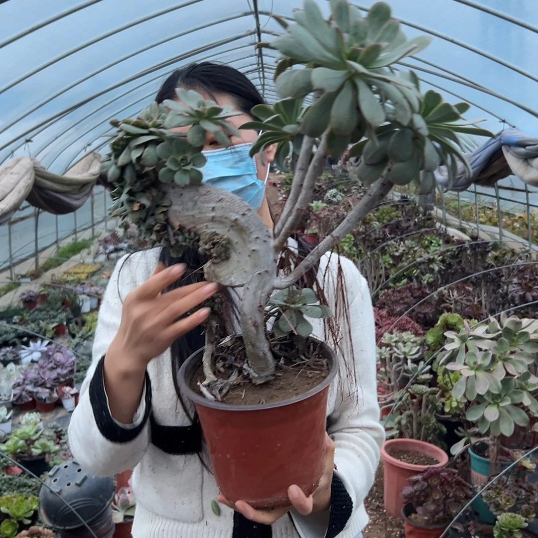 多肉植物多肉植物