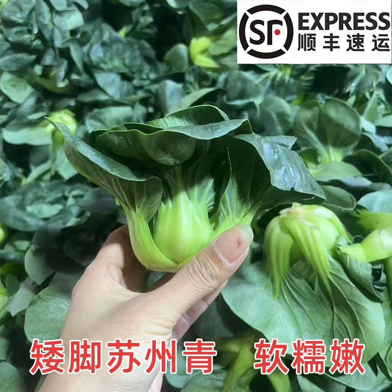 苏北露天苏州青小青菜现摘现发顺丰包邮