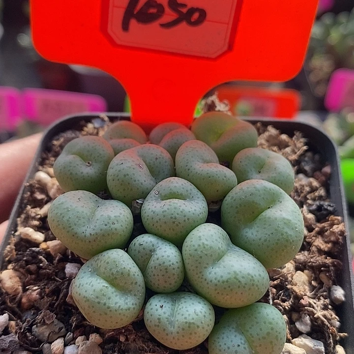 7050……你有钱没了嘛现在你要