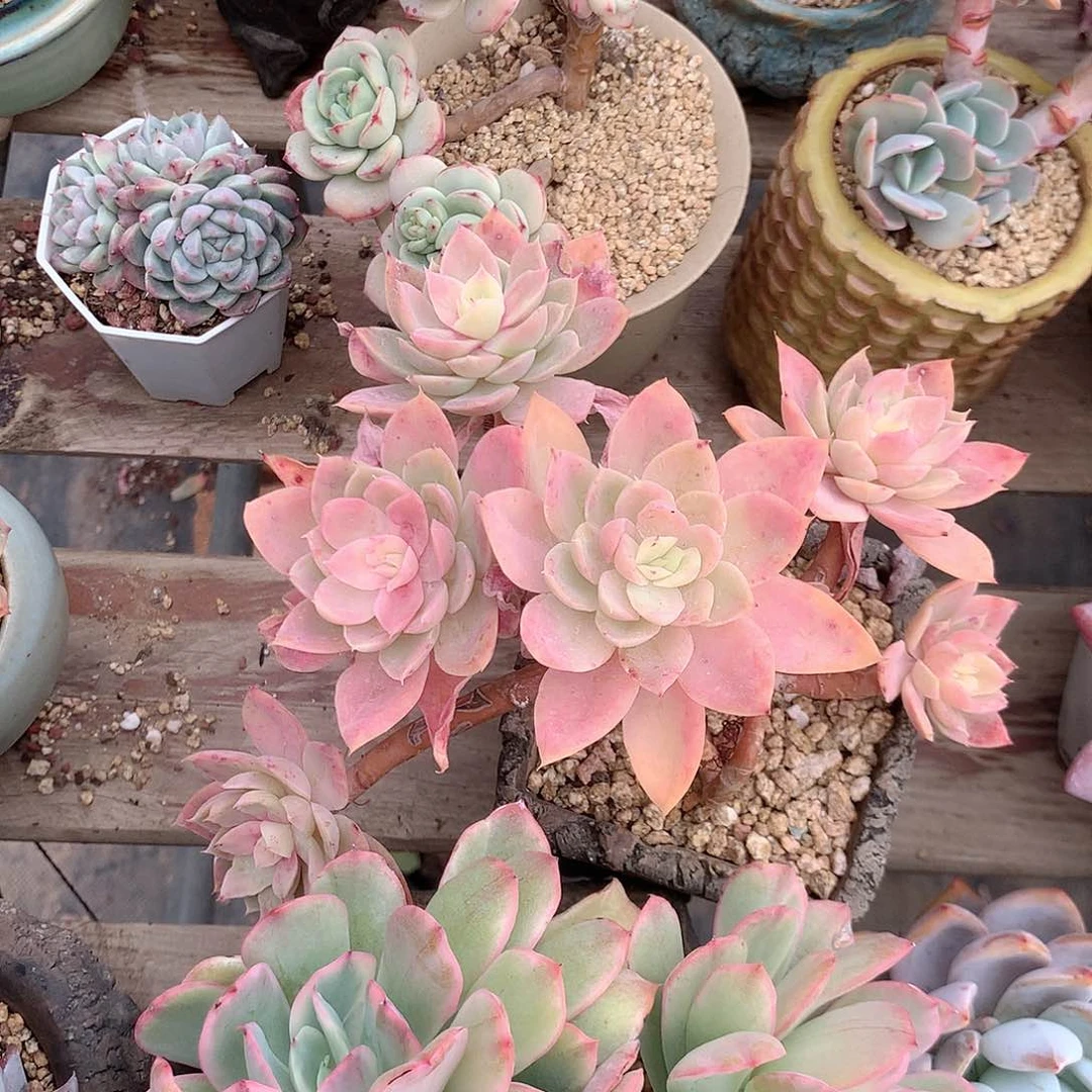 丝绸面纱多肉植物老桩