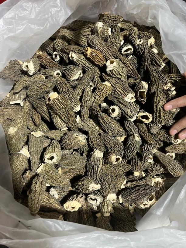 6-8全剪柄清爽G10羊肚菌0116