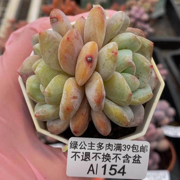 冰玉6cm154多肉植物盆栽