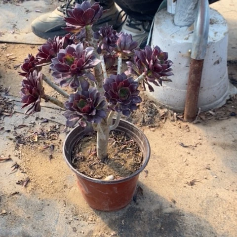 黑豆45多肉植物法师