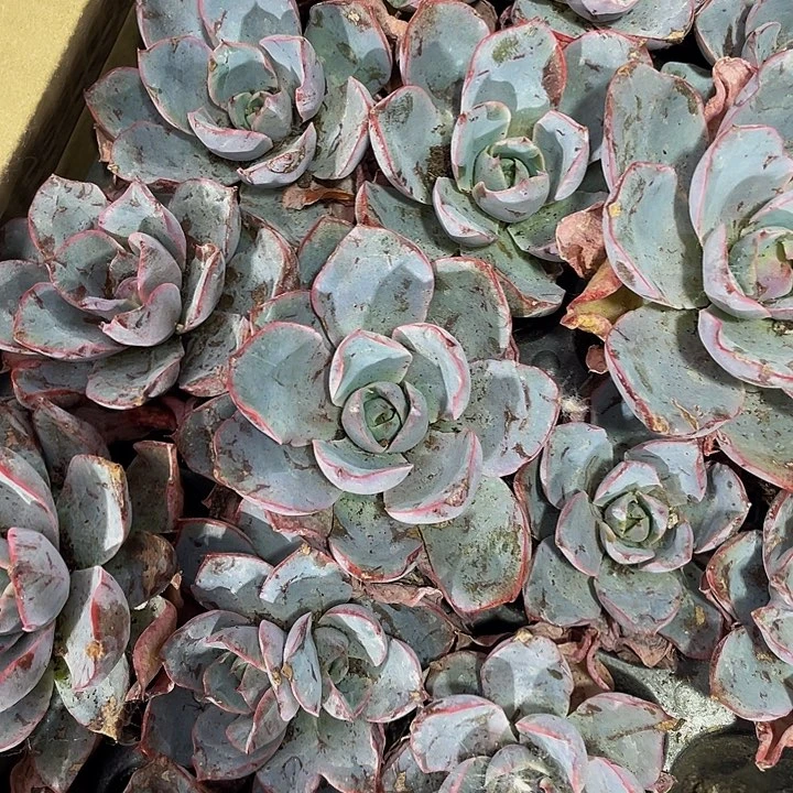 3颗一组小赫啦3颗