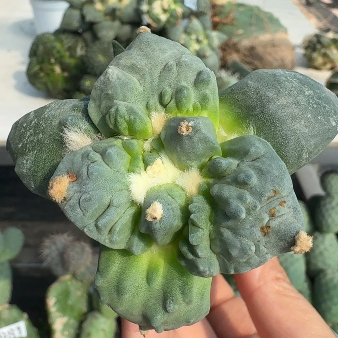 【闪购商品】无花朵纯种村主怒涛333