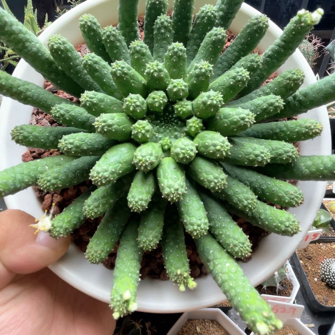 实生阎魔大戟 老桩18公分左右