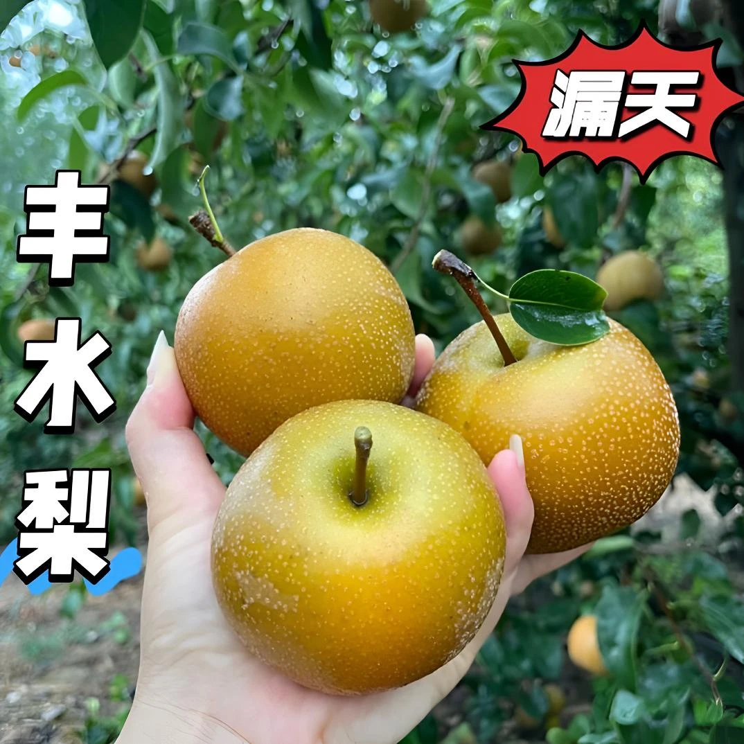 正宗冰糖丰水梨圆黄梨秋月梨黄皮梨皮薄脆甜细腻多汁新鲜时令水果