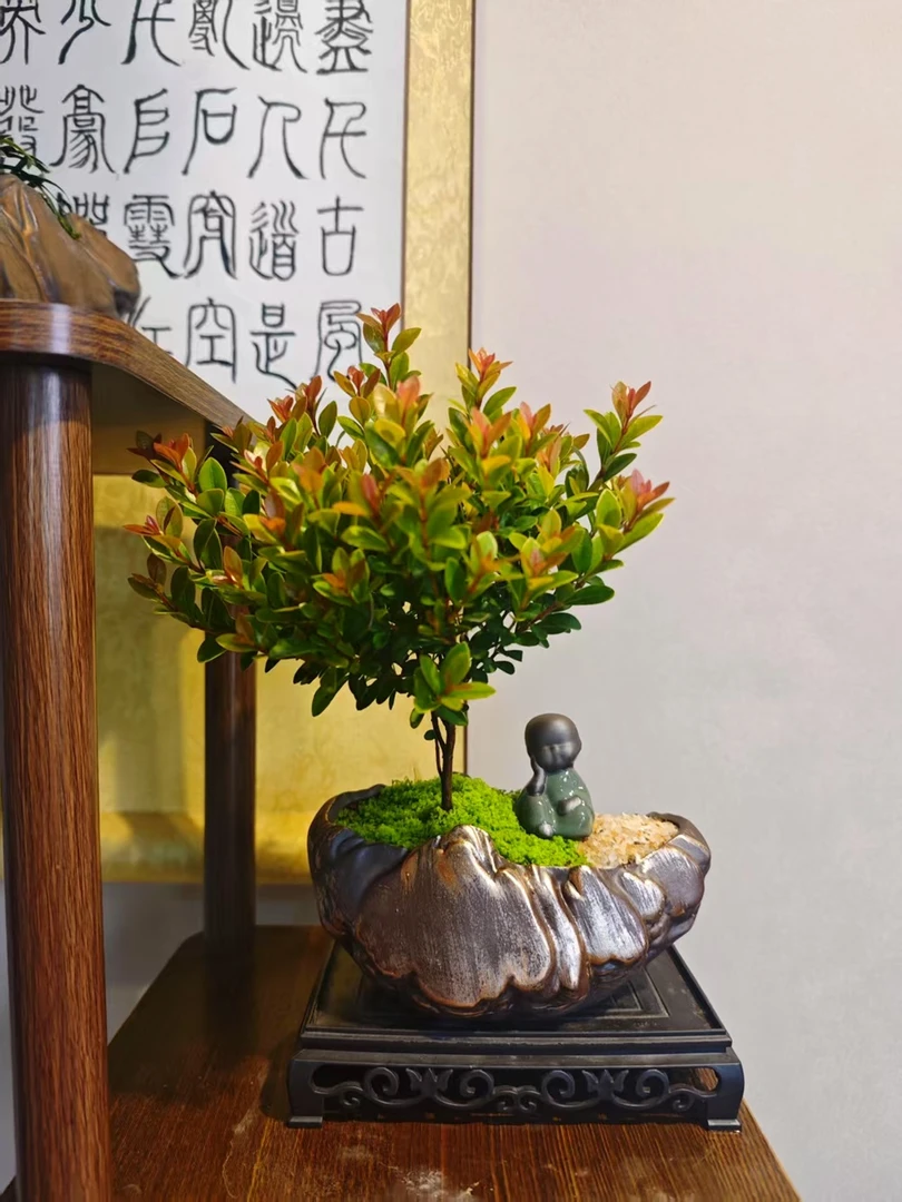 红芽小叶赤楠桌面绿植盆景办公室盆栽会开花结果好养易活四季常青