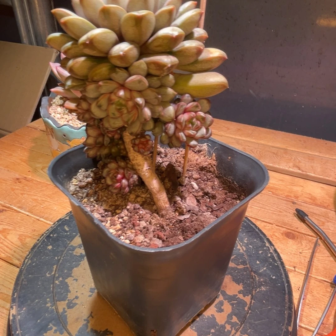 厚*蟹一物一拍，发货