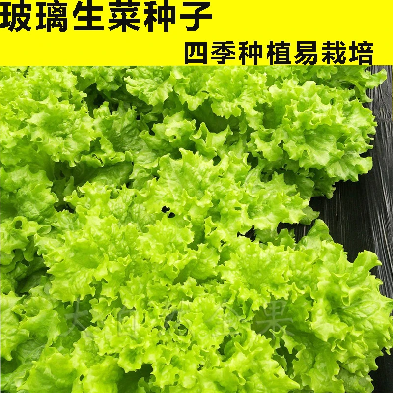蔬菜种子生菜种子玻璃奶油结球四季软尾紫叶意大利美国大速生菜籽