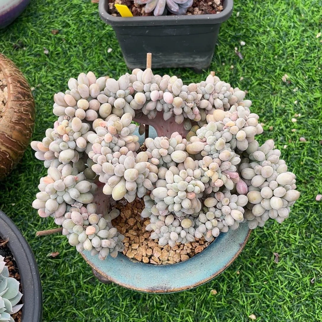 汤圆缀化老桩多肉植物一物一拍