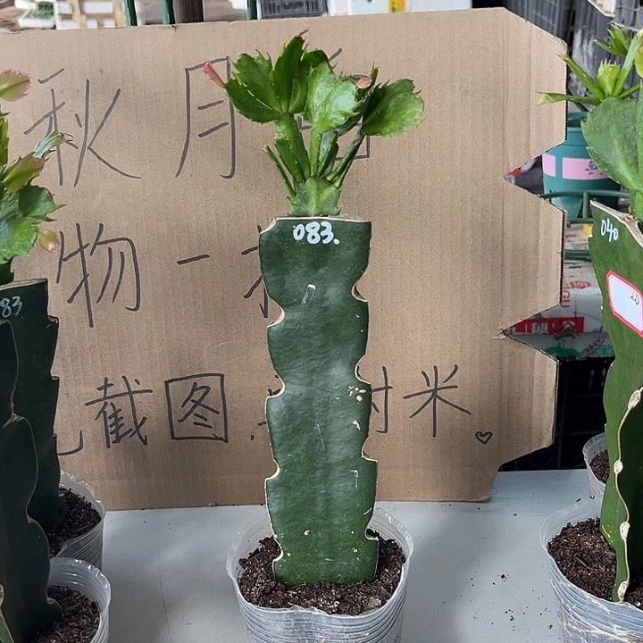 带***哥当前无花朵，栽培后可花朵083