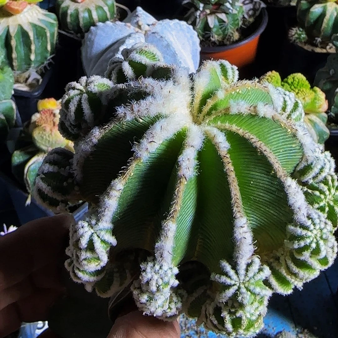 辛顿花龙307仙人球