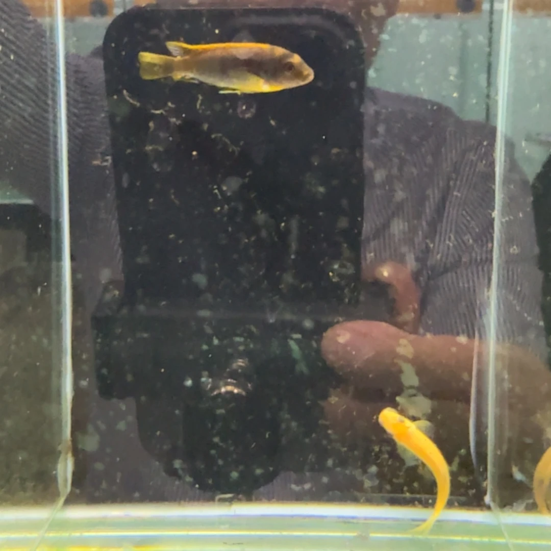 慈鲷818红鸡。