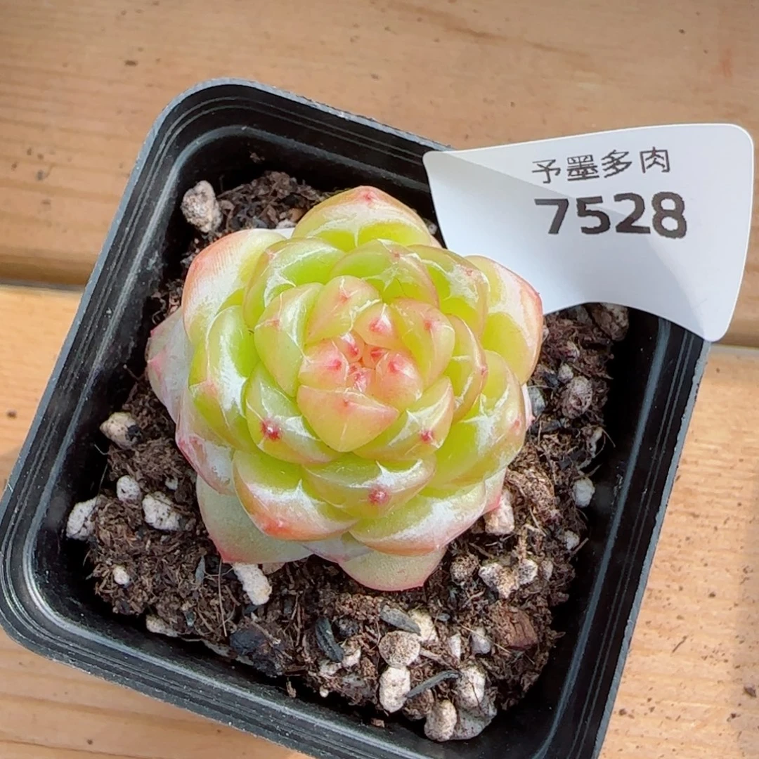 拿铁奶沫，7528多肉植物