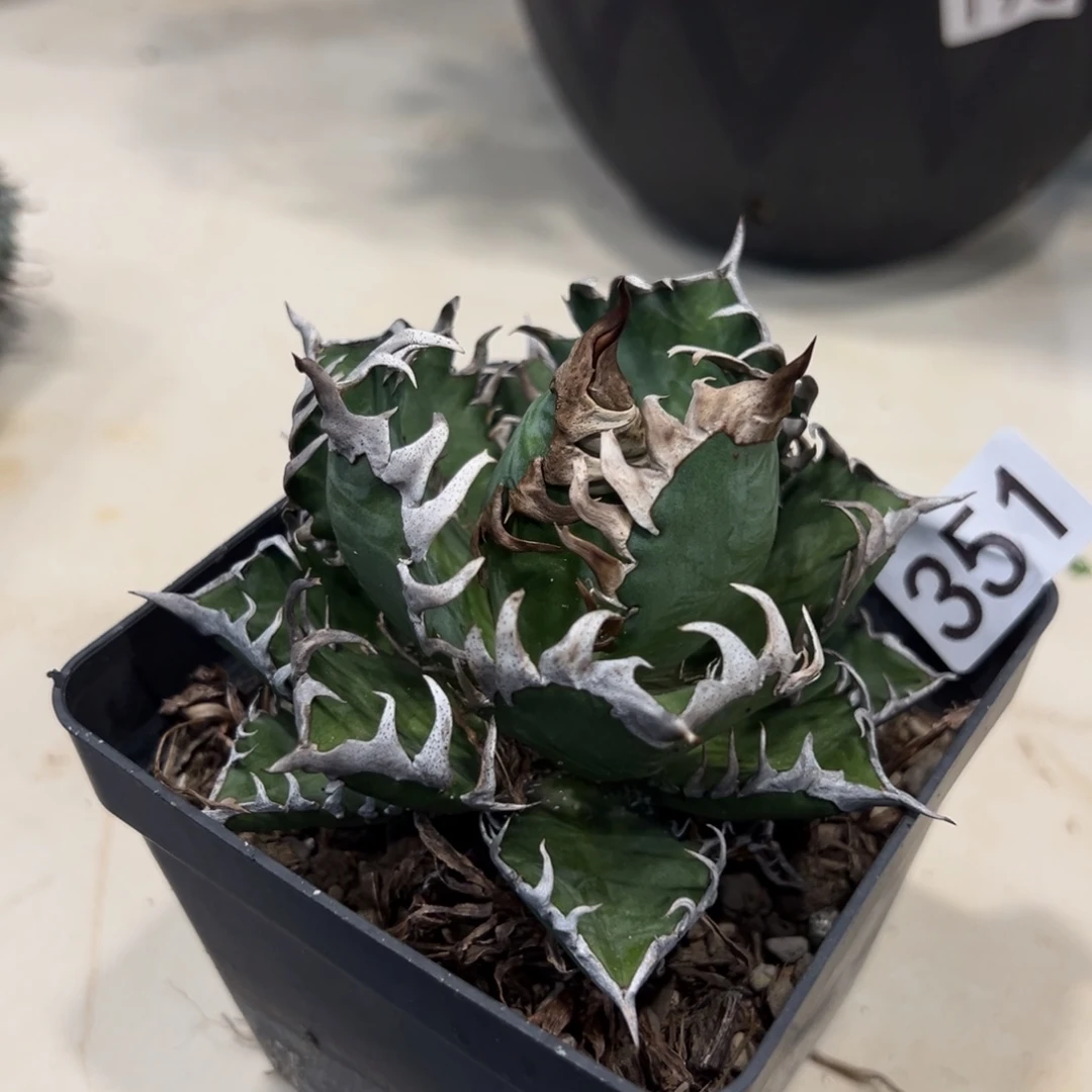 新****351红猫龙舌兰植物脱土发货