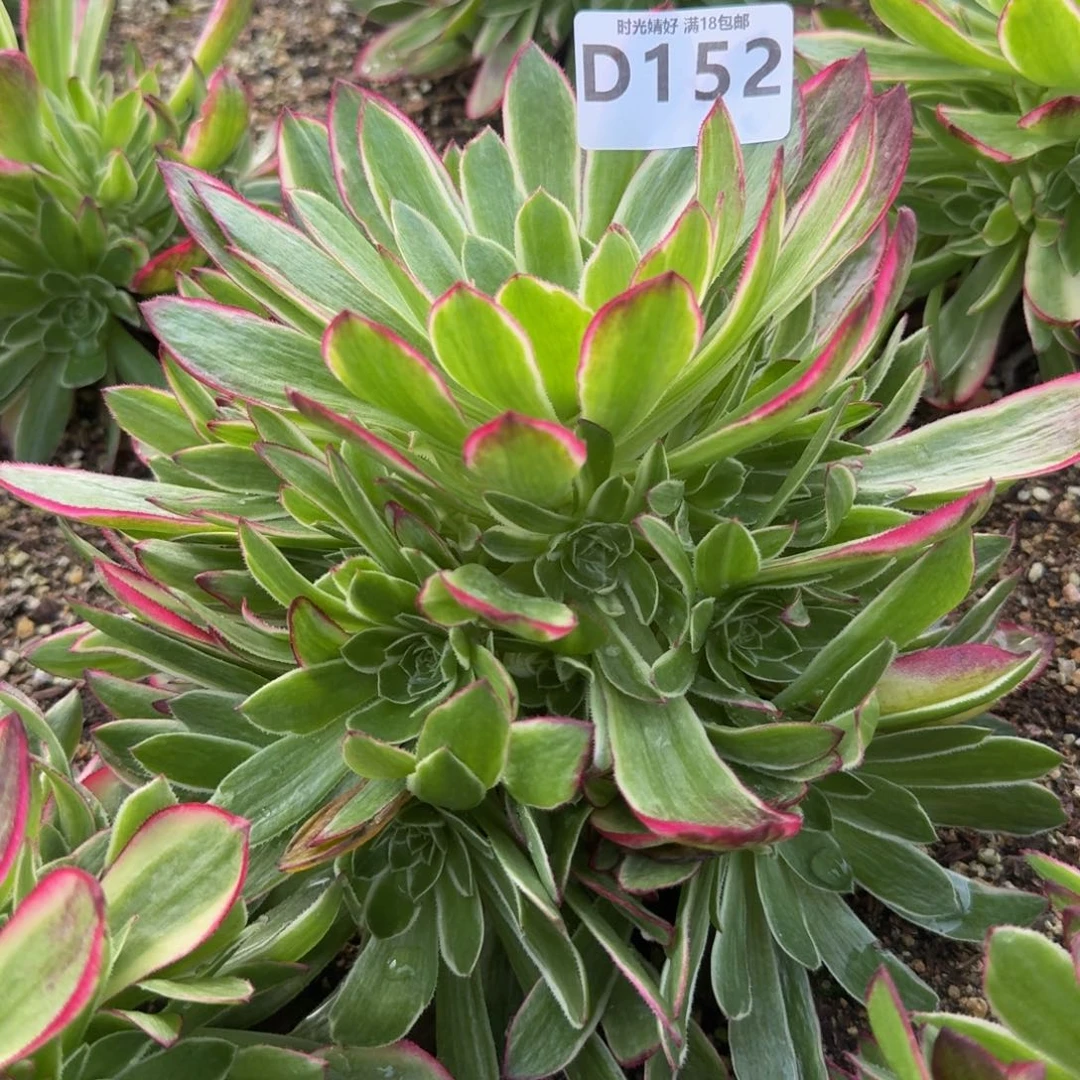 152海王。多肉植物