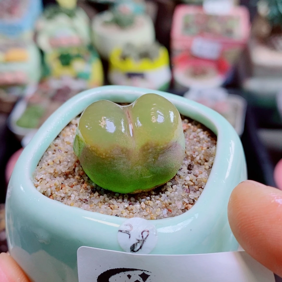 生石花花花花花花花890