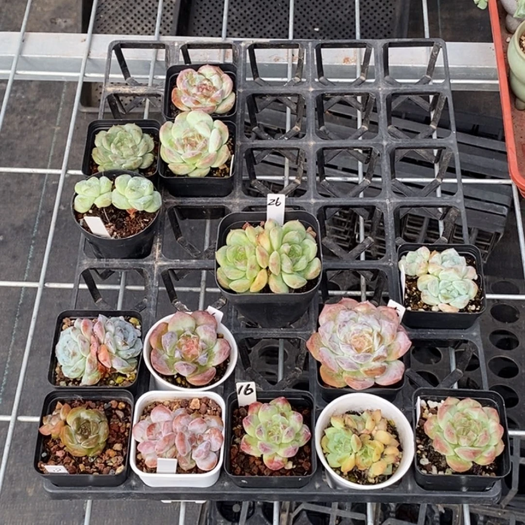 一筐15颗多肉植物