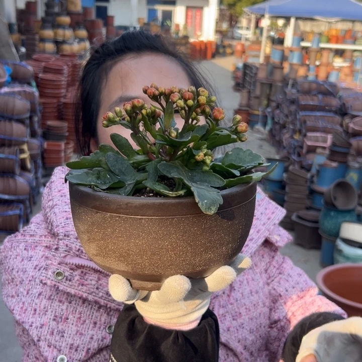 拉毛绿萝小一个花盆花盆花盆