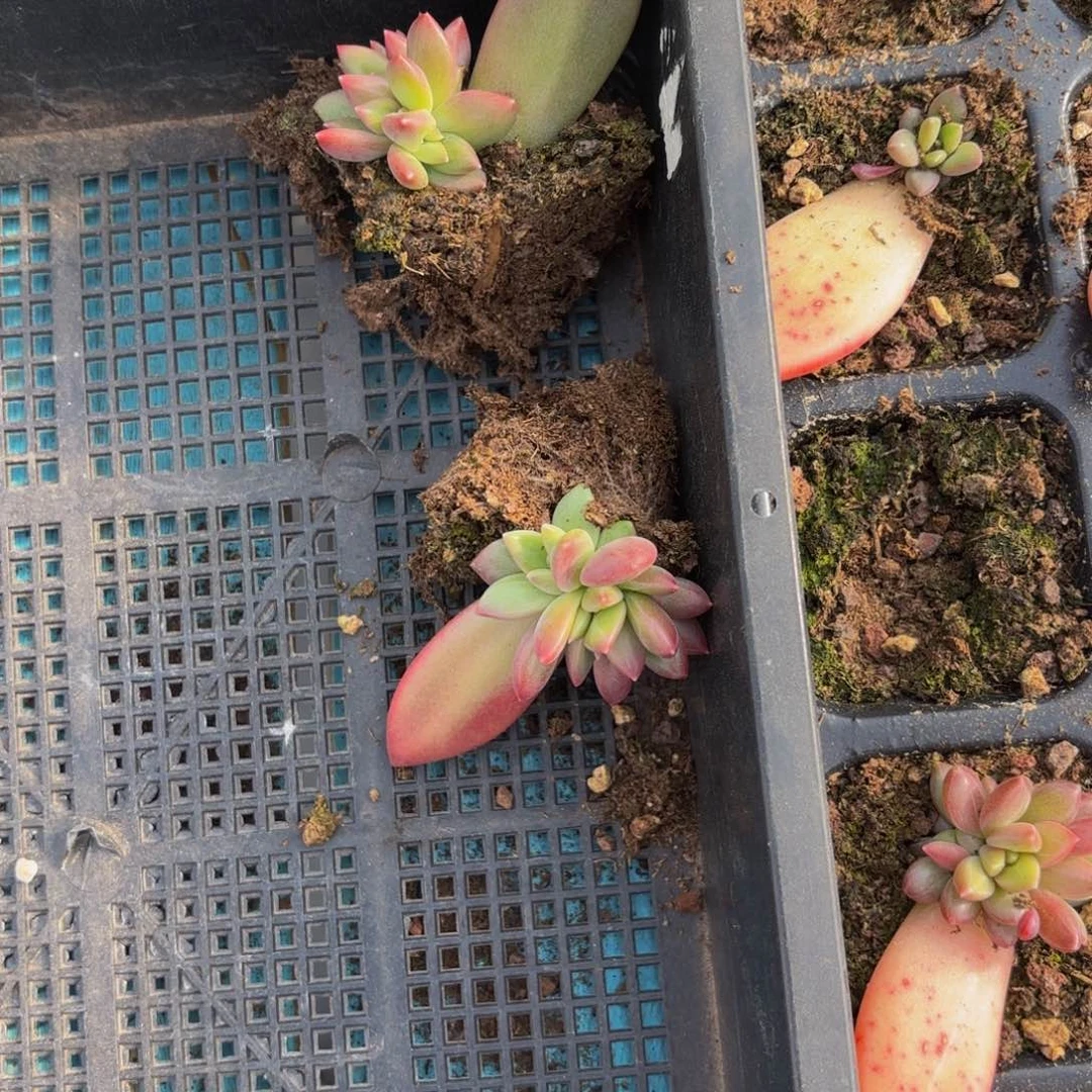 邢*Jfsdfhjjgddchjkkkk