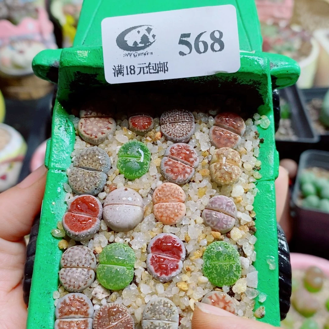 生石花花花花花花花花568
