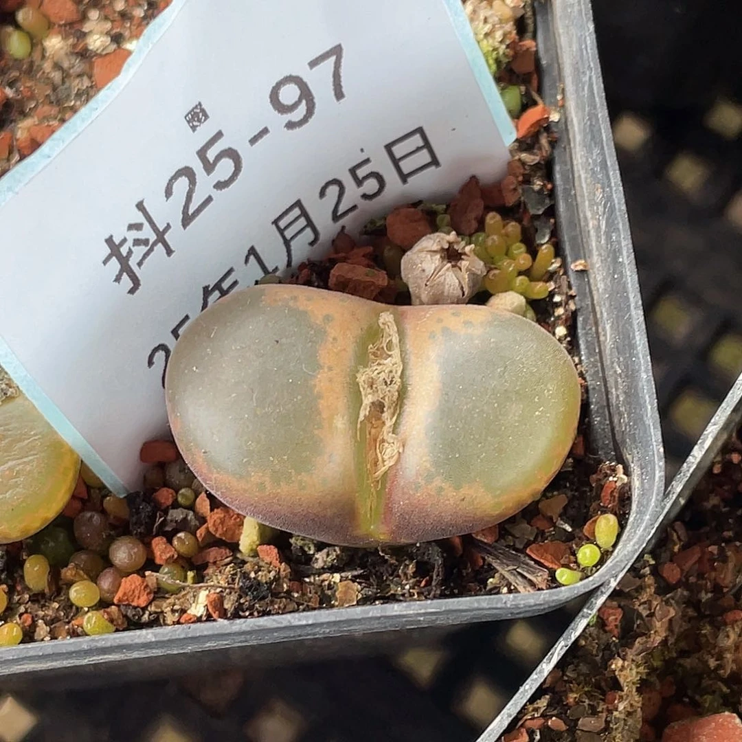 25-97混合编号风铃肉锥